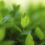 leaf